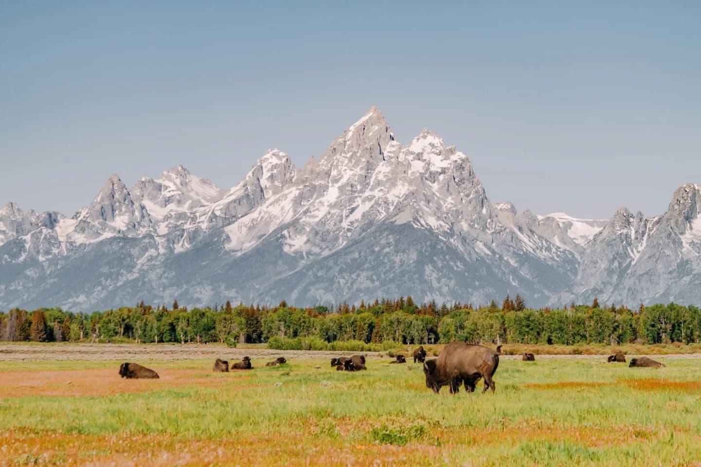 Bison grazing beneath the Teton Range in Grand Teton National Park